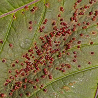 gall Aceria cephaloneas